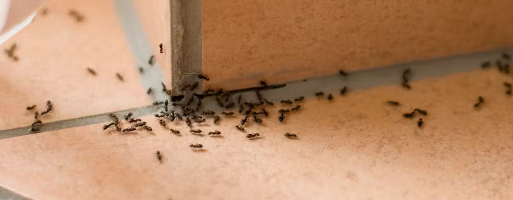 Una infestazione di formiche attirate dal cibo presente in casa