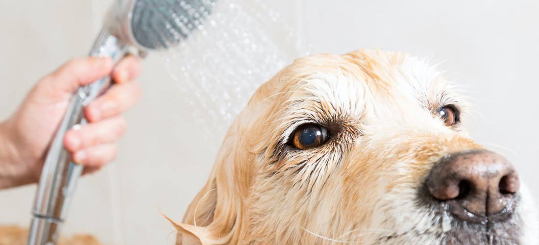 Come si sceglie lo shampoo per cani