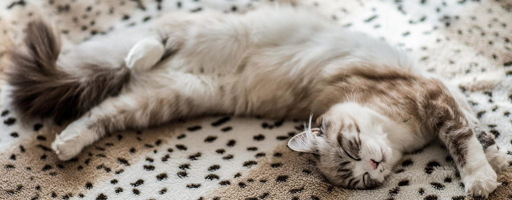 Un gatto si riposa sereno sul letto
