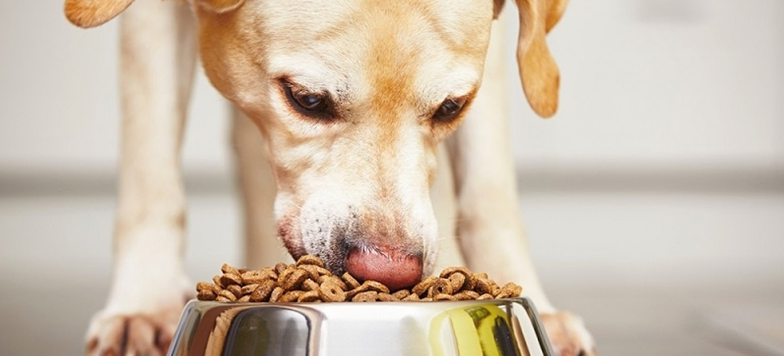 Cane mangia da ciotola