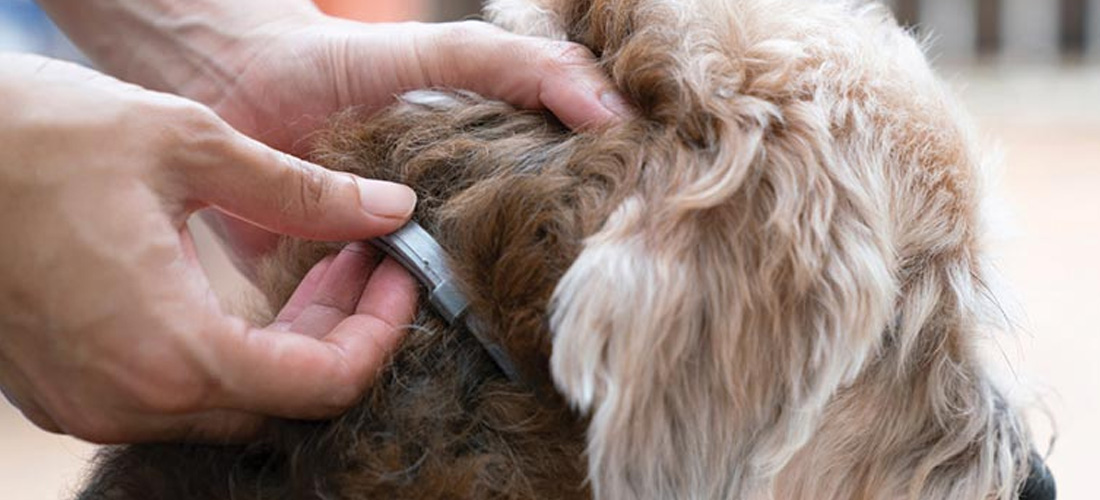 Allaccio del collare antipulci su un cane