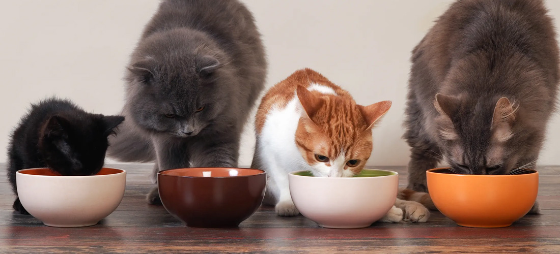 4 gatti mangiano