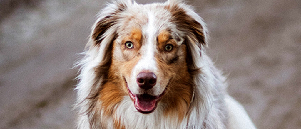 Australian sheperd o pastore australiano con occhi azzurri