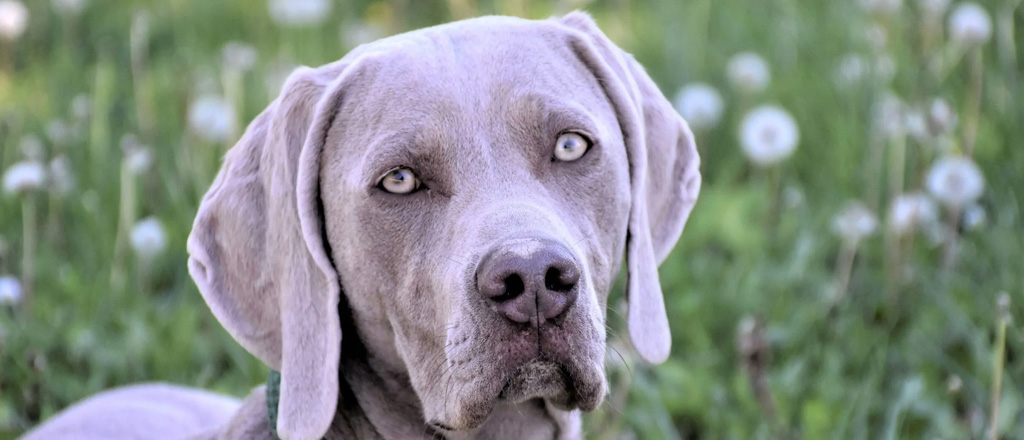 Weimaraner dagli occhi azzurri