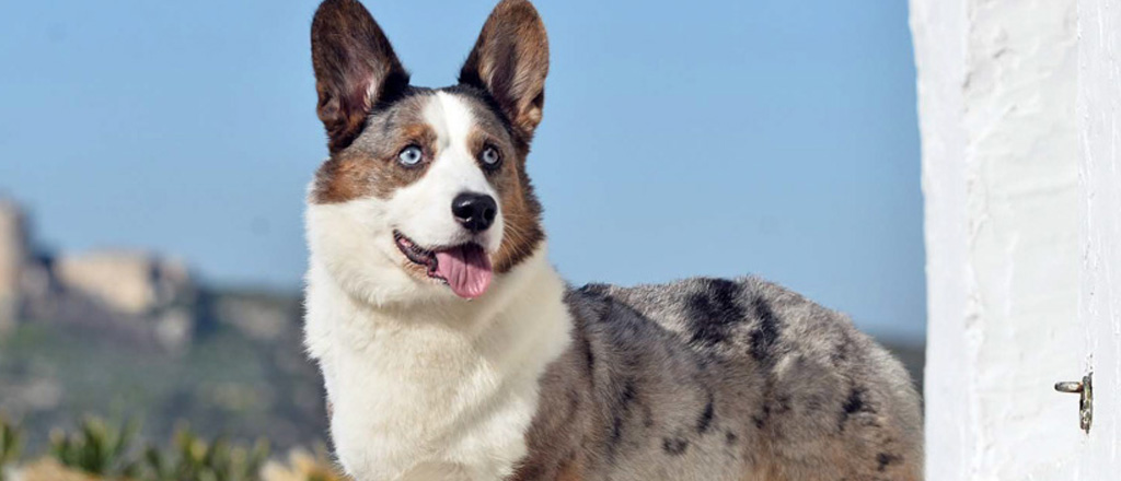 Corgi welsh cardigan con occhi azzurri