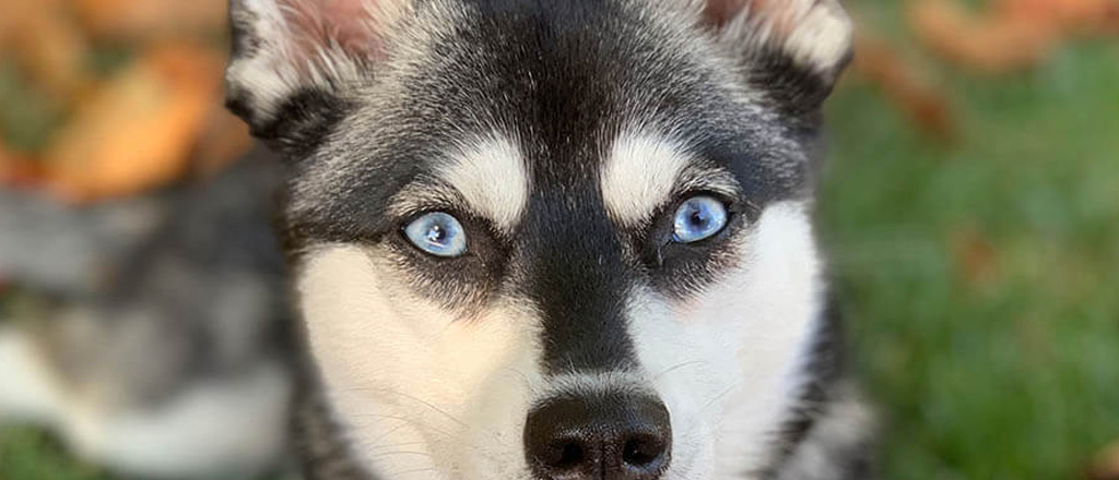 Cane Alaskan Klee Kai con occhi blu