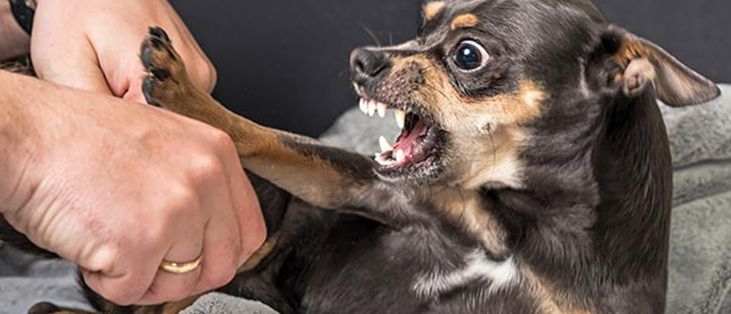 Cane cerca di mordere
