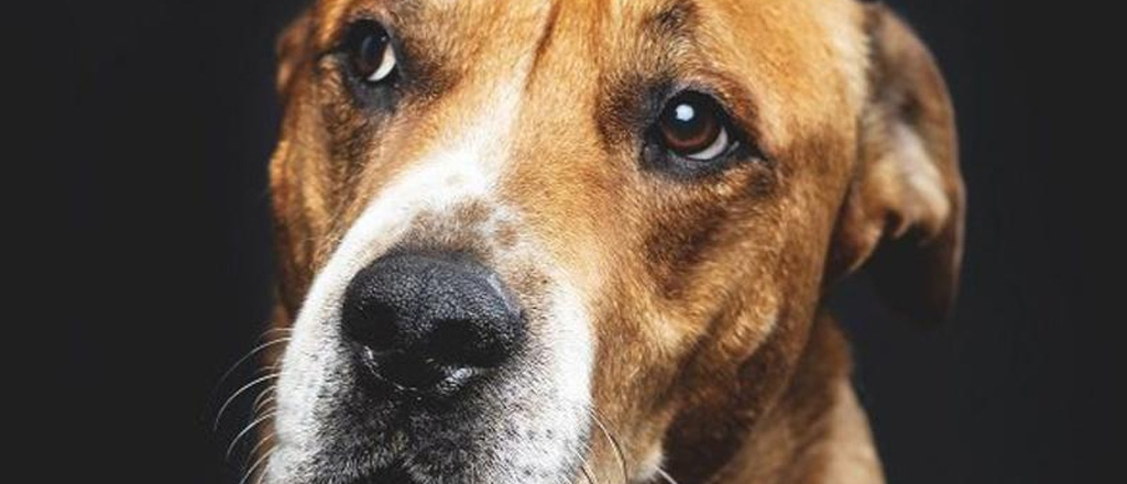 Cane linguaggio corpo