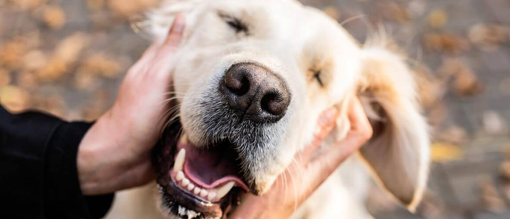 Cane felice coccole
