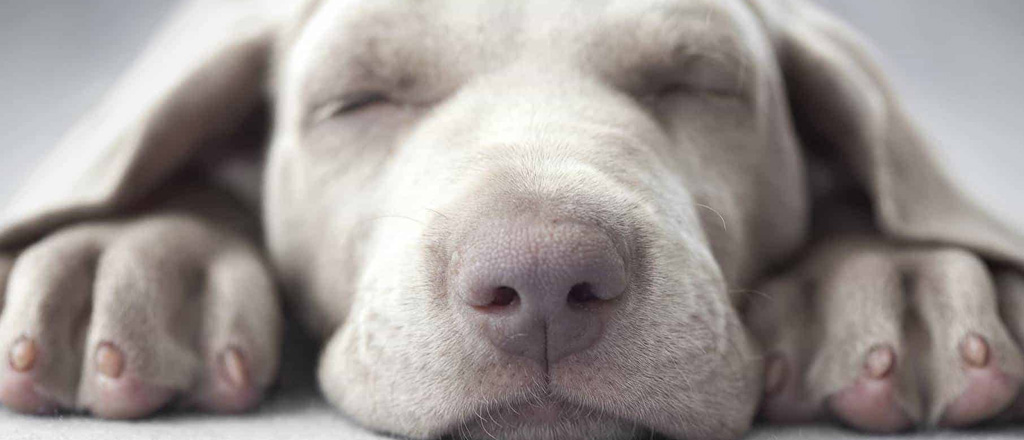 Cane che sogna