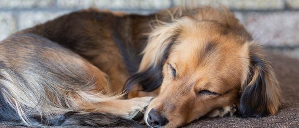 Cane che dorme in modo rilassato
