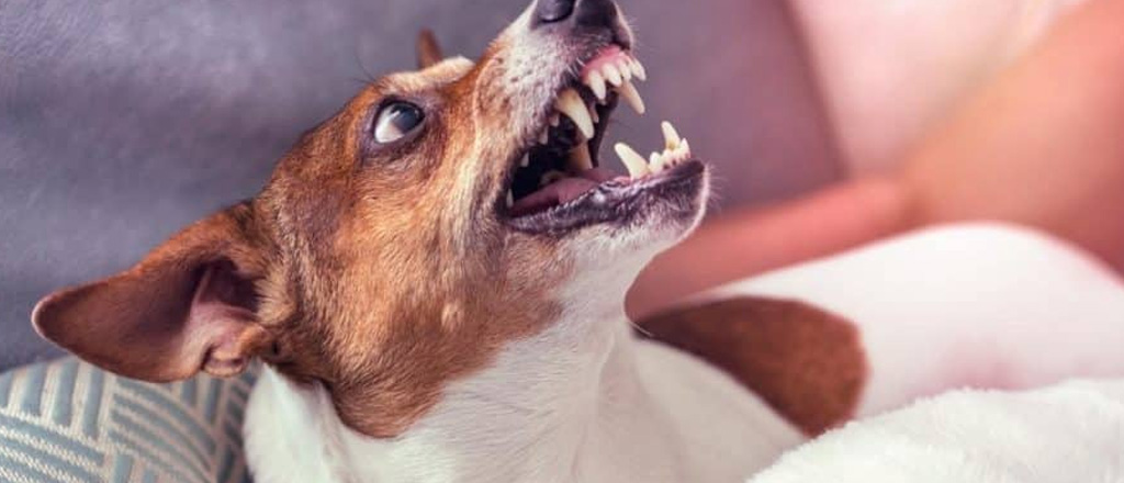 Cane svegliato ha reazione aggressiva
