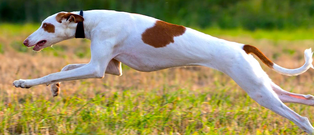 Un cane Segugio di ibiza in piena corsa