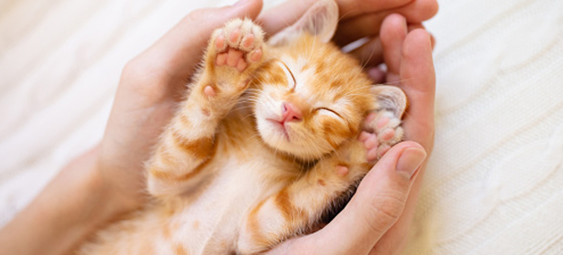 Il gattino è ingluenzato per sempre dalle prime esperienze con esseri umani