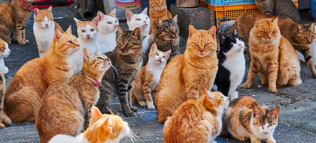 Il gatto come animale sociale