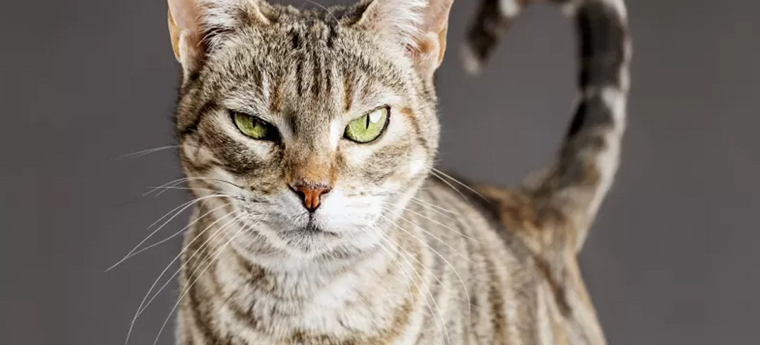 Gatto dominante aggressivo