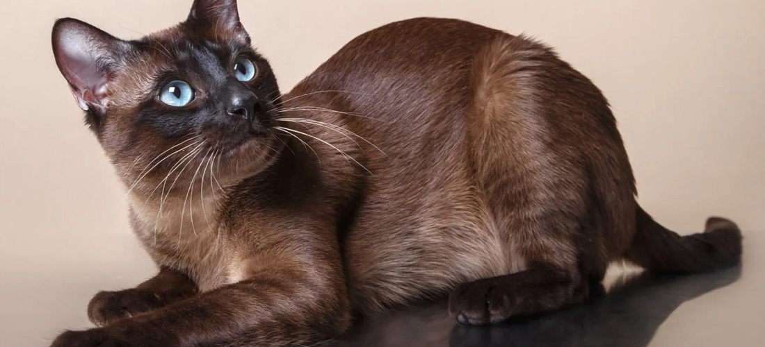 Gatto Tonkinese