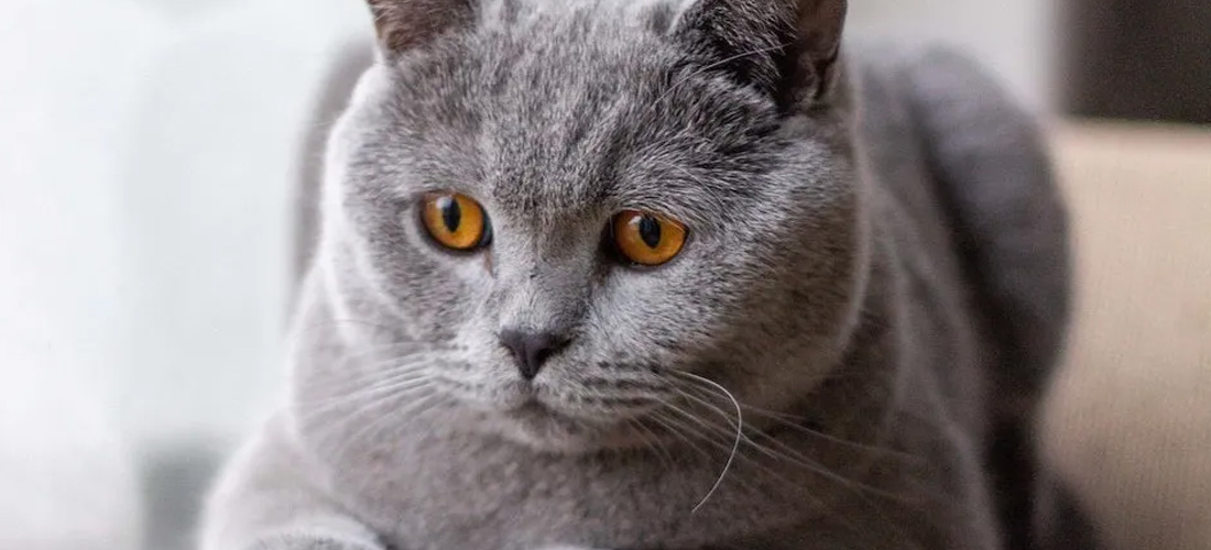 Gatto British Shorthair