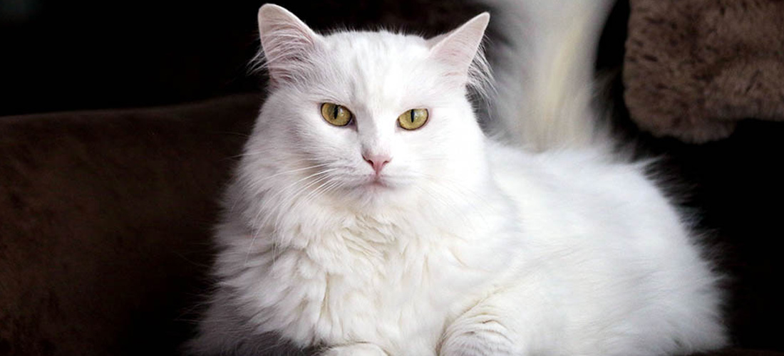 Gatto Angora turco