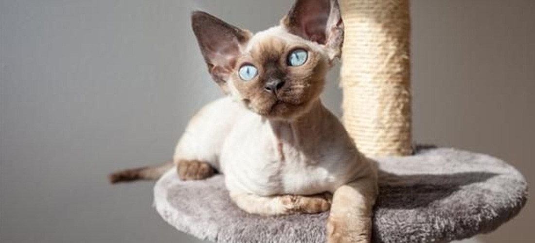 Gatto Devon Rex