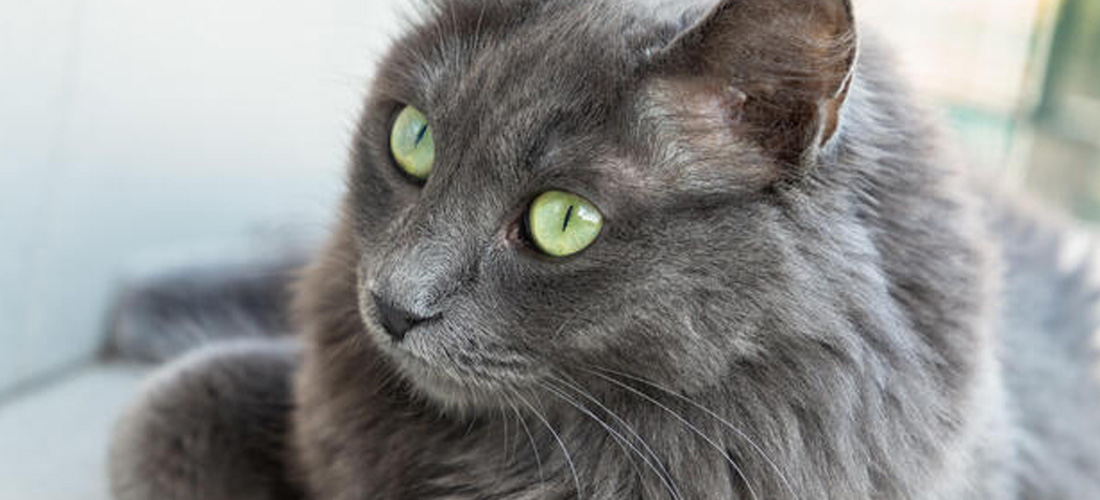 Nebelung