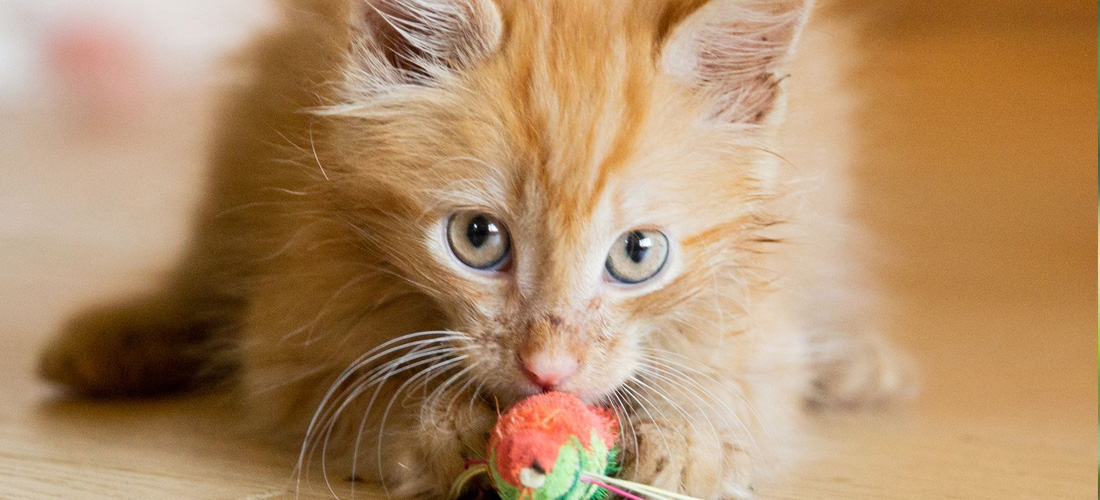 Gattino simula la caccia con il gioco