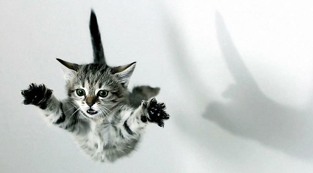 Gattino che salta in lungo
