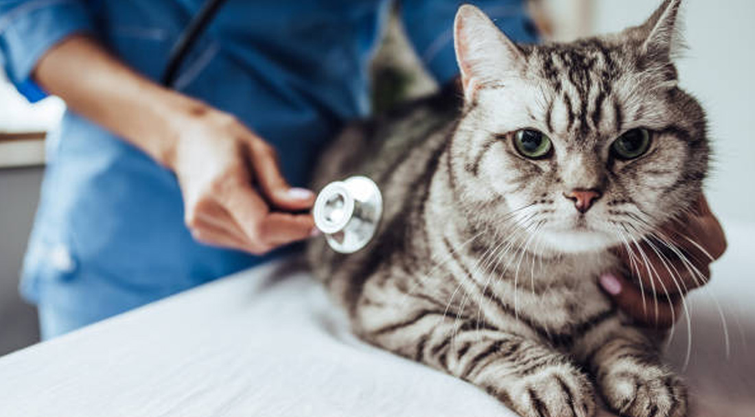 Un gatto visitato dal veterinario