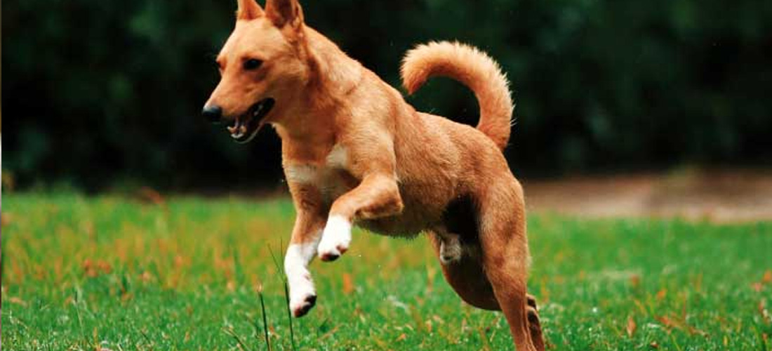 Basenji