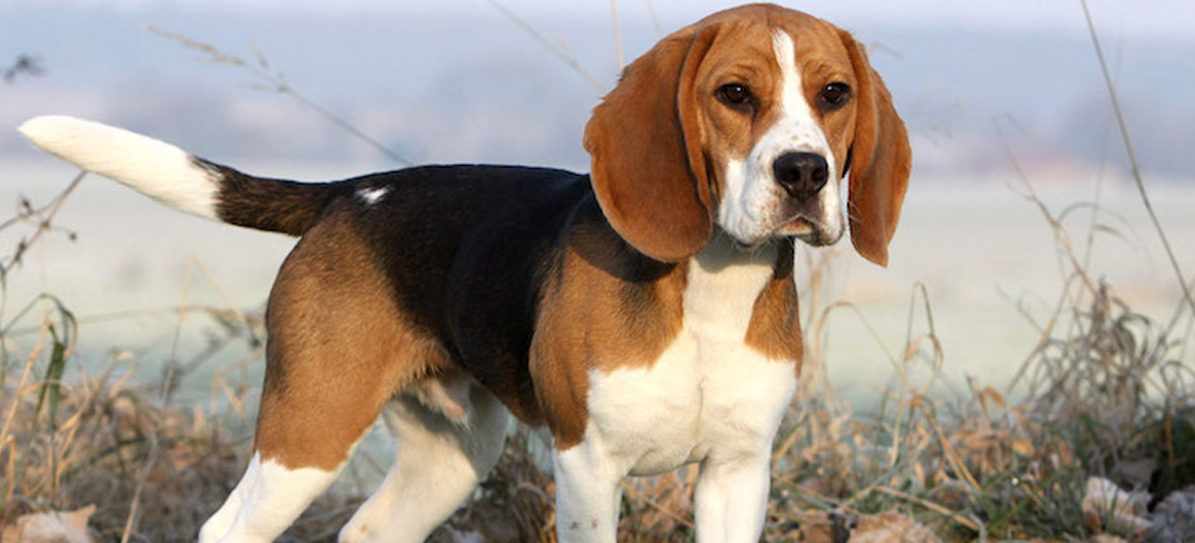 Beagle