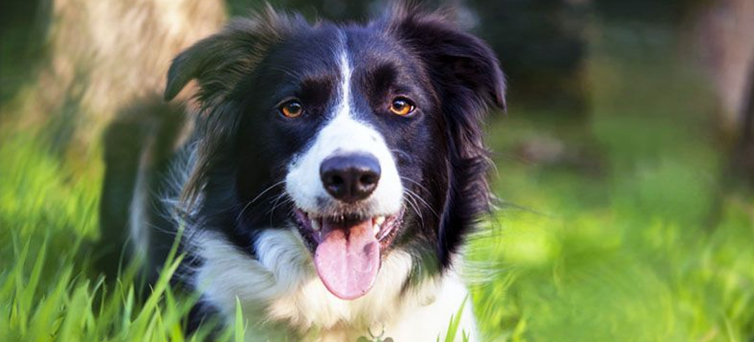 Border Collie