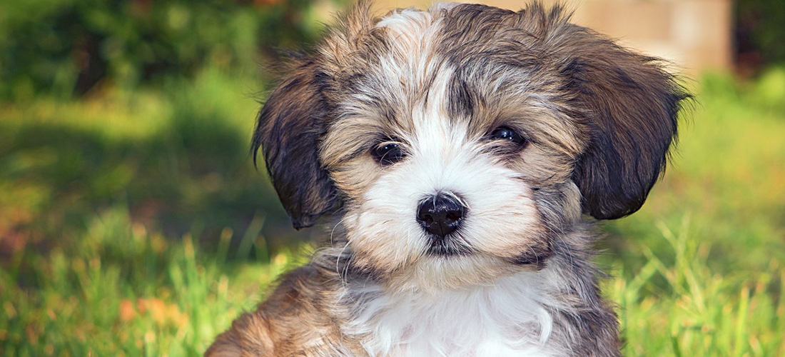 Havanese