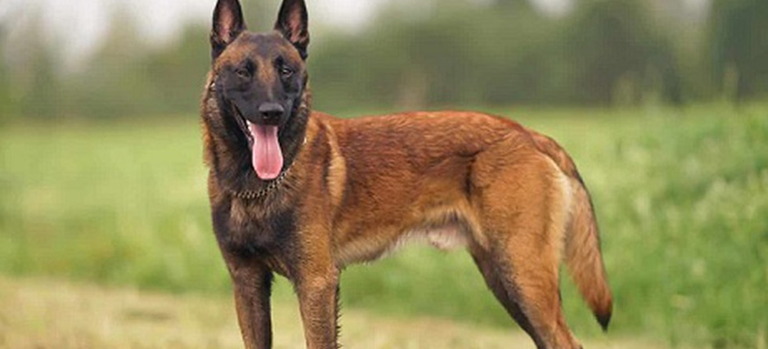 Malinois Belga