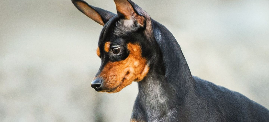 Pinscher