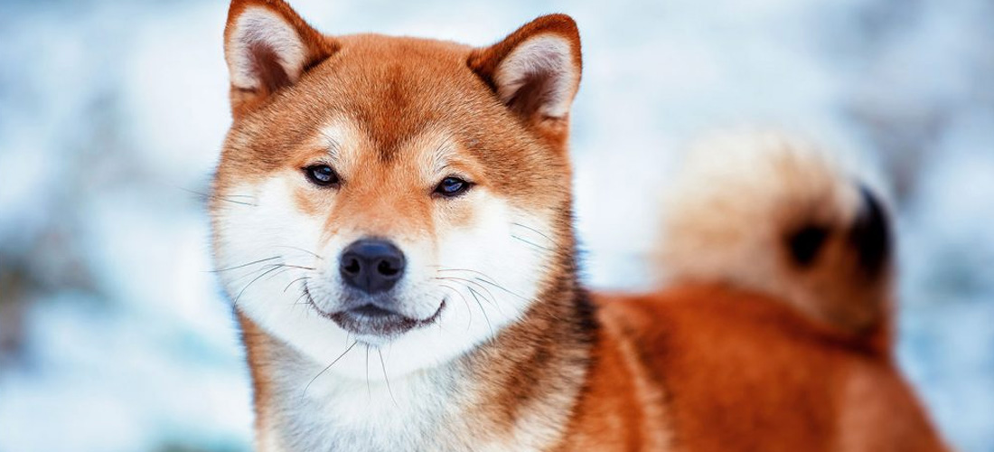 Shiba Inu