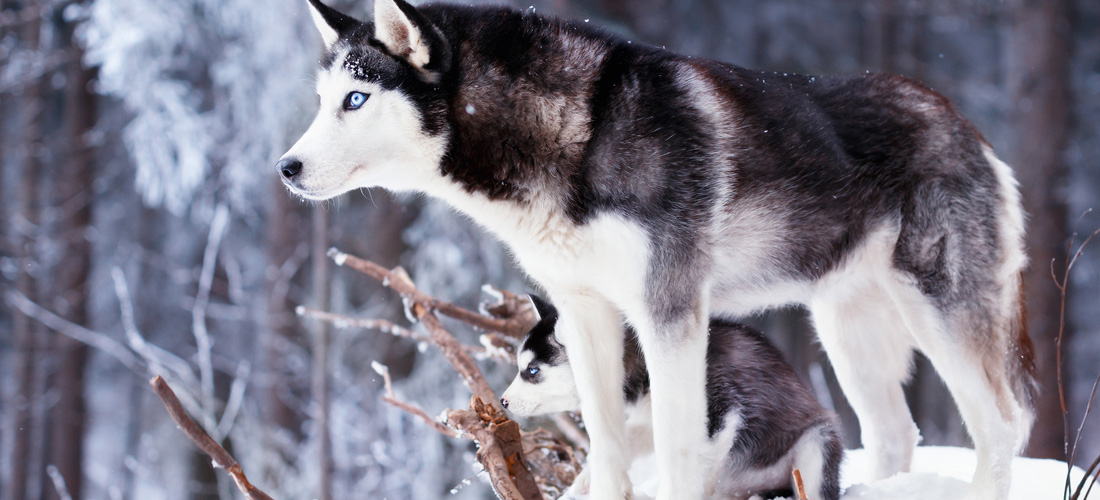 Siberian Husky