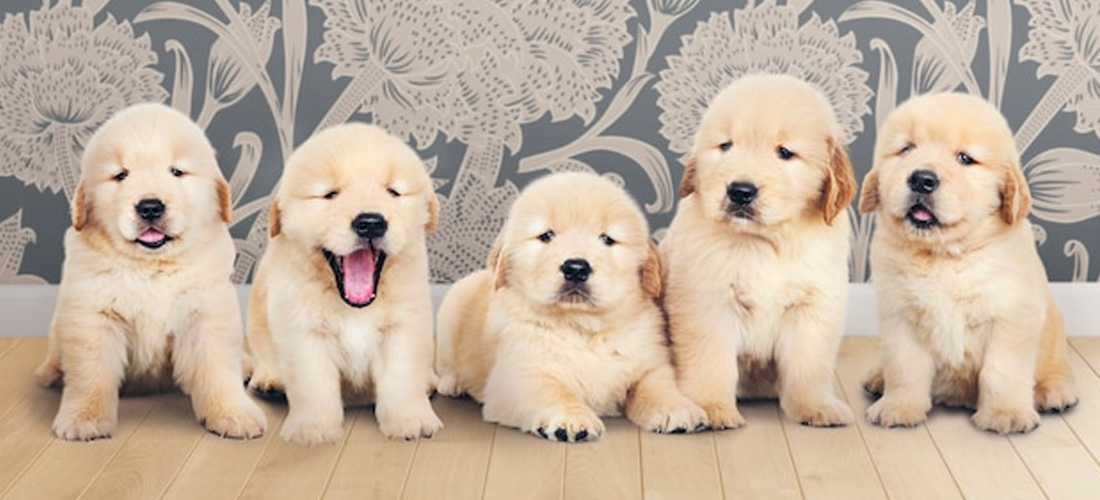 Cuccioli Golden