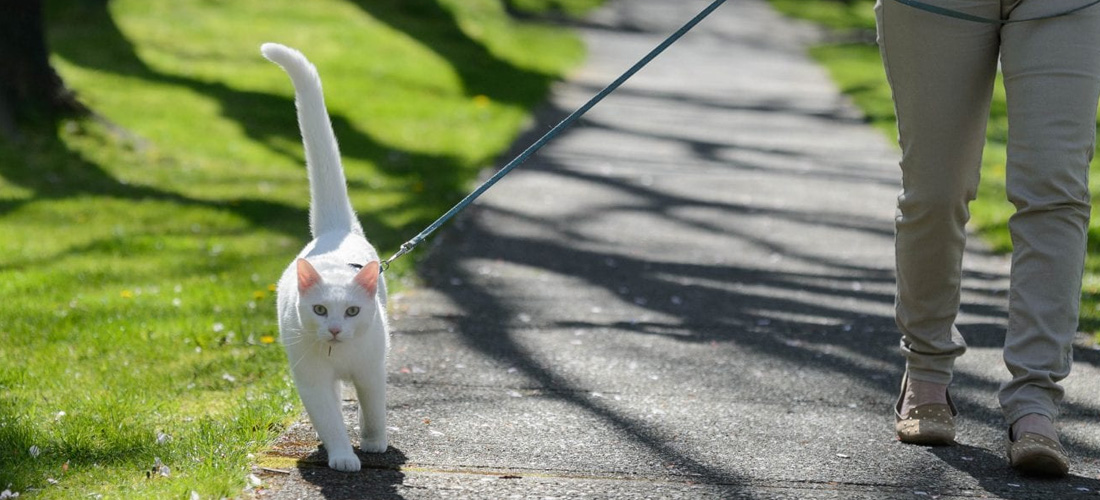 Gatto passeggio pettorina parco