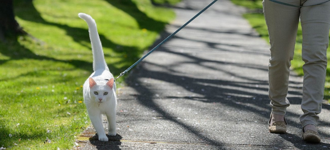 Gatto passeggio pettorina parco