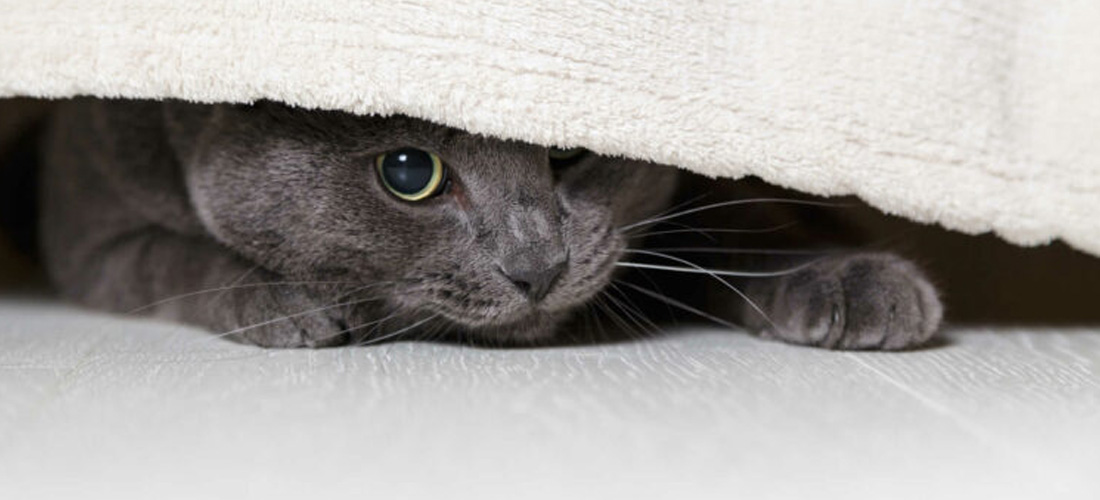 Gatto si nasconde per ansia o stress