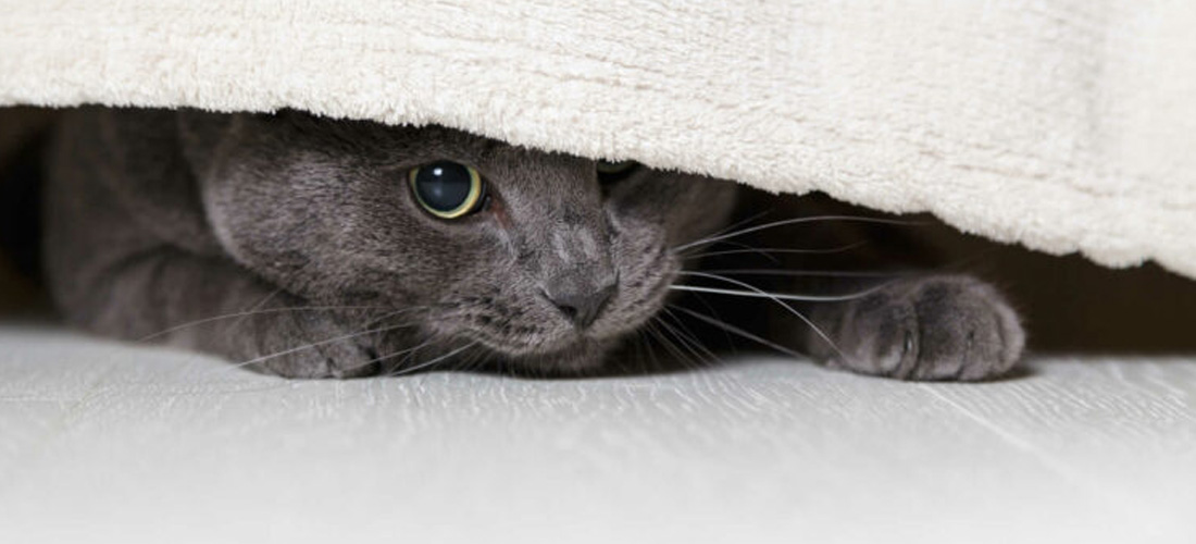 Gatto si nasconde per ansia o stress