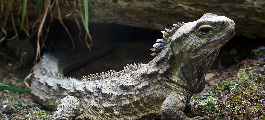 Tuatara rettile longevo