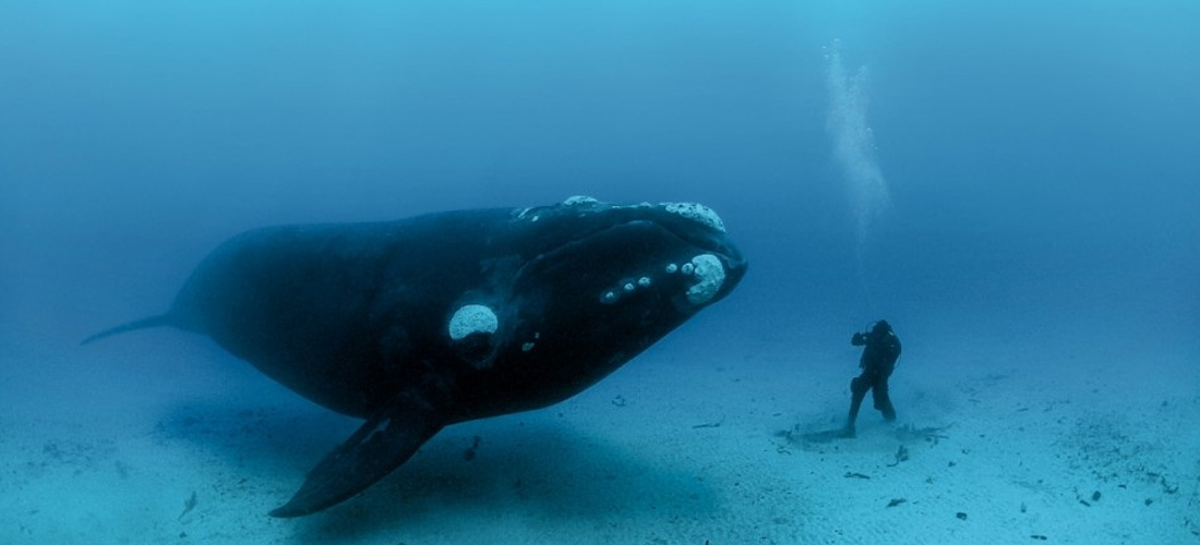 Balena artica  - 130 anni