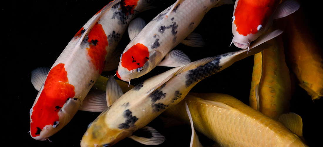 Carpe Koi