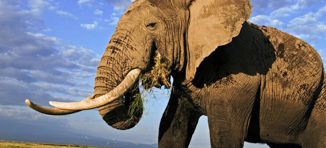 Elefante simbolo della longevità in molte culture