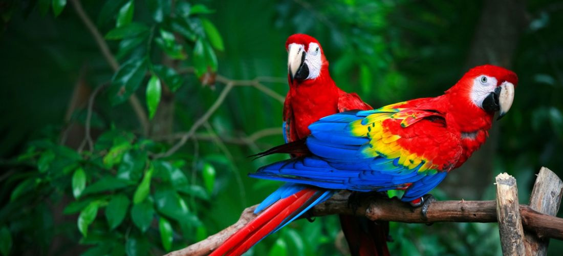 Pappagallo uccello molto longevo