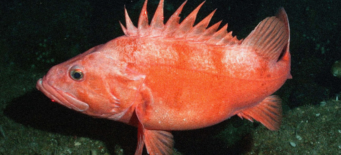 Pesce scoglio vecchio