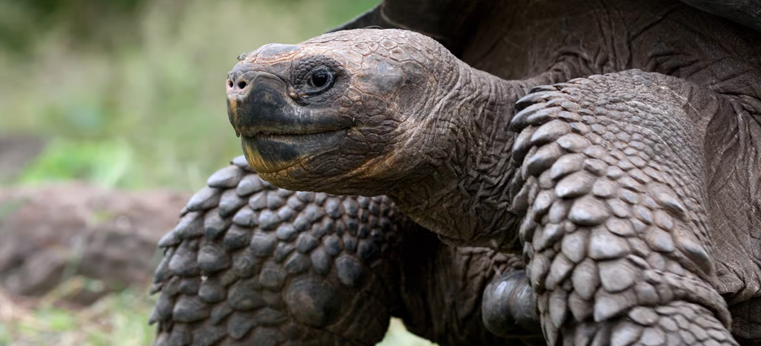 Tartaruga gigante longeva
