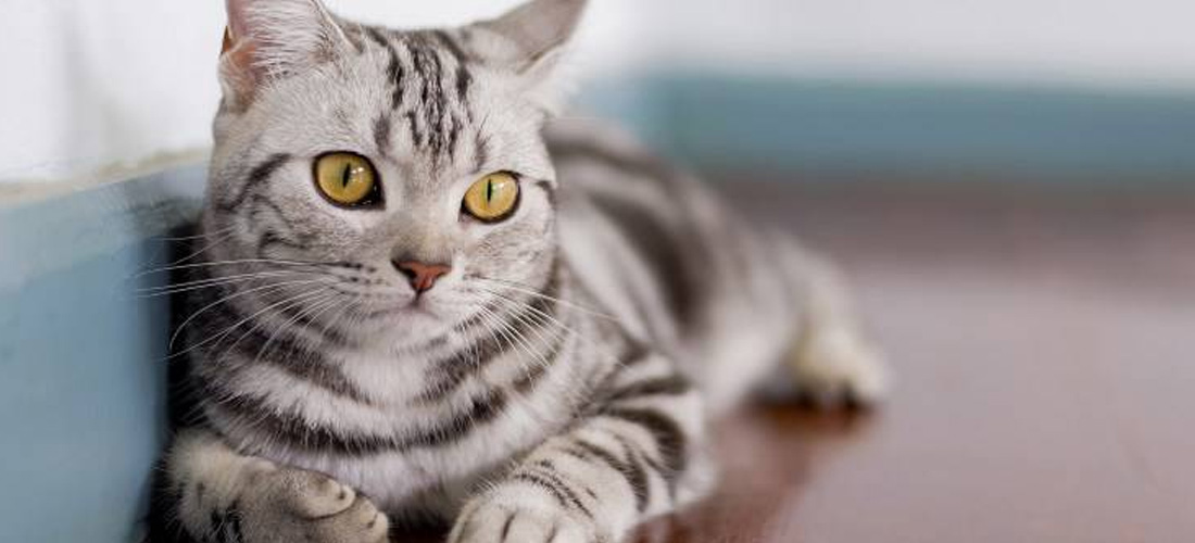 American Shorthair