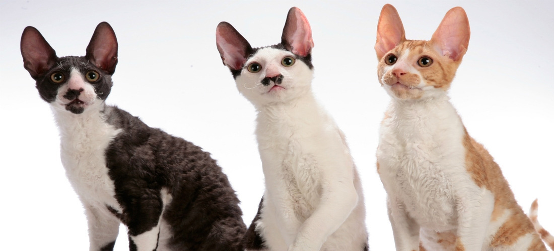 Cornish Rex